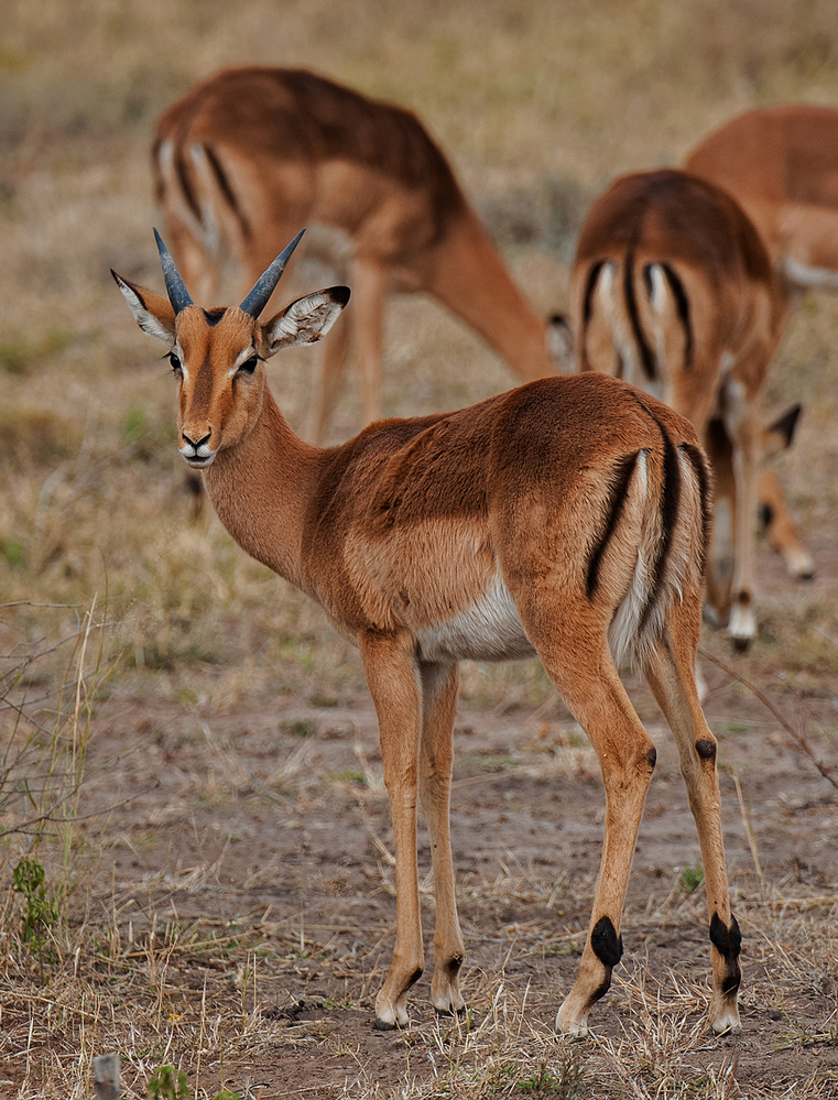 Madikwe Game Reserve Impala